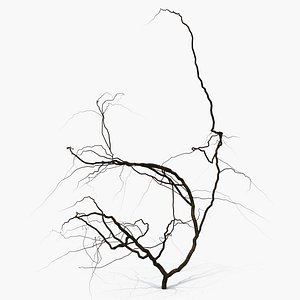 Dead Plant