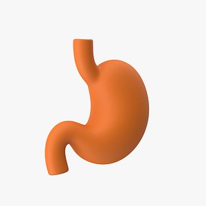 Stomach Stylized 3D model