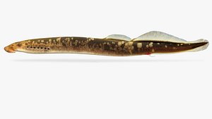 3D lampetra aepyptera brook lamprey
