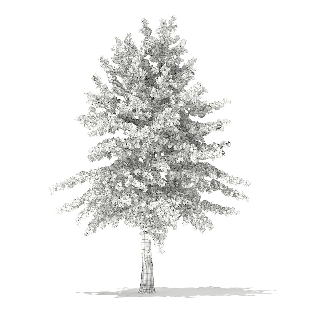 3d Blue Atlas Cedar Cedrus
