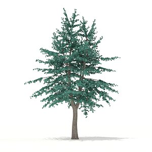 Blue Atlas Cedar (Cedrus atlantica) 2.9m