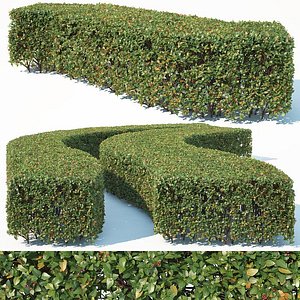 hedge cotoneaster model