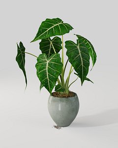 alocasia plant