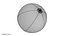 Beach ball