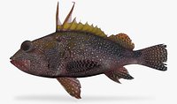 Spotback Scorpionfish