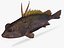 Spotback Scorpionfish