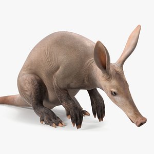 3D Night Mammal Aardvark Sitting Pose