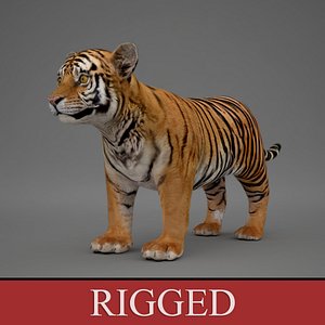 3d rigged baby tiger