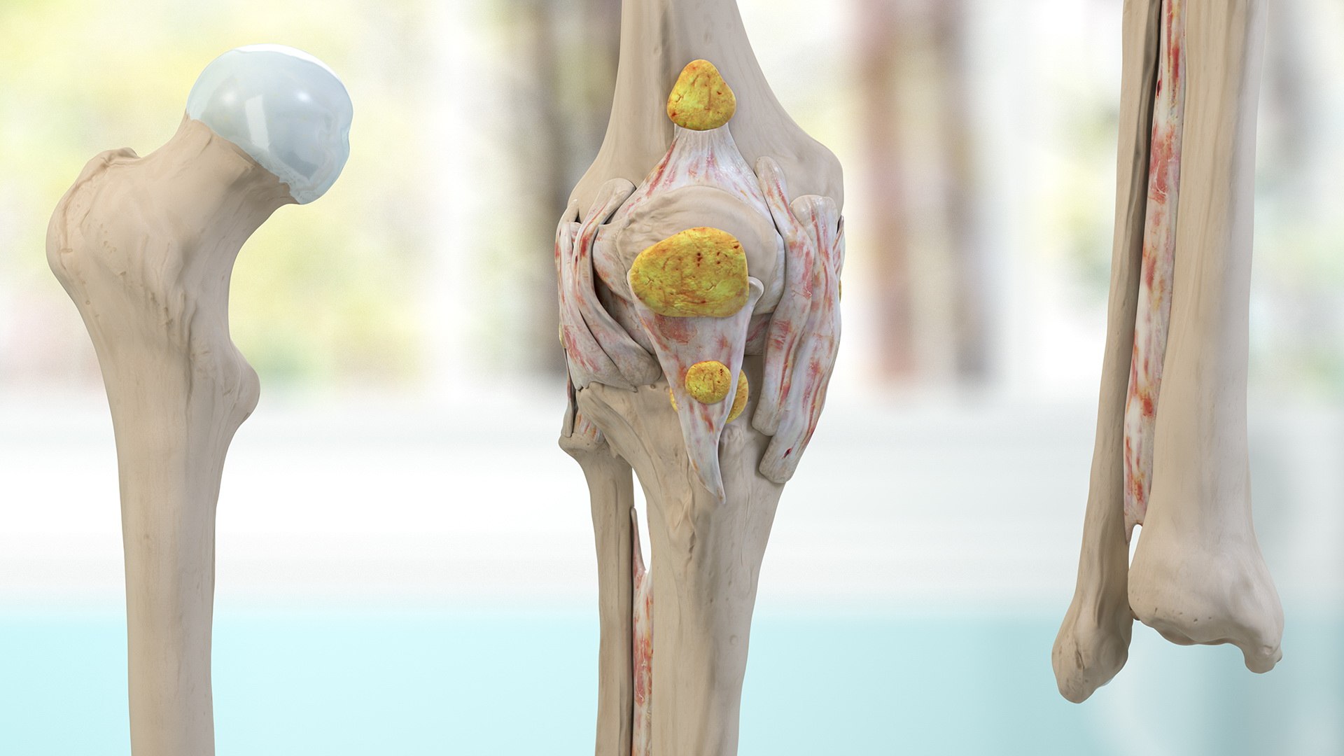 knee human anatomy rigged 3D model https://p.turbosquid.com/ts-thumb/vN/71dVNy/KGi45in0/kneehumananatomyriggedc4dmodel006/jpg/1593630381/1920x1080/fit_q87/5a80d775fadf01823a46371529d7119f652ede37/kneehumananatomyriggedc4dmodel006.jpg