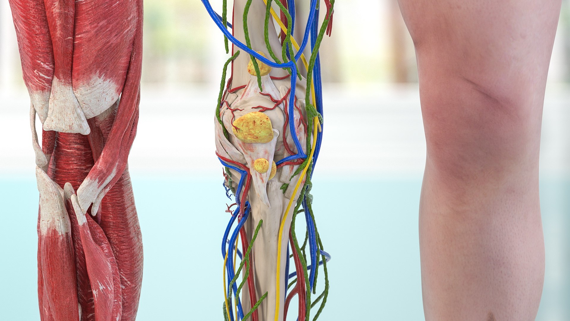 knee human anatomy rigged 3D model https://p.turbosquid.com/ts-thumb/vN/71dVNy/OeKrRdEN/kneehumananatomyriggedc4dmodel004/jpg/1593630366/1920x1080/fit_q87/4cfe4e45b33598cc794ac22f1ba3620f009ba828/kneehumananatomyriggedc4dmodel004.jpg