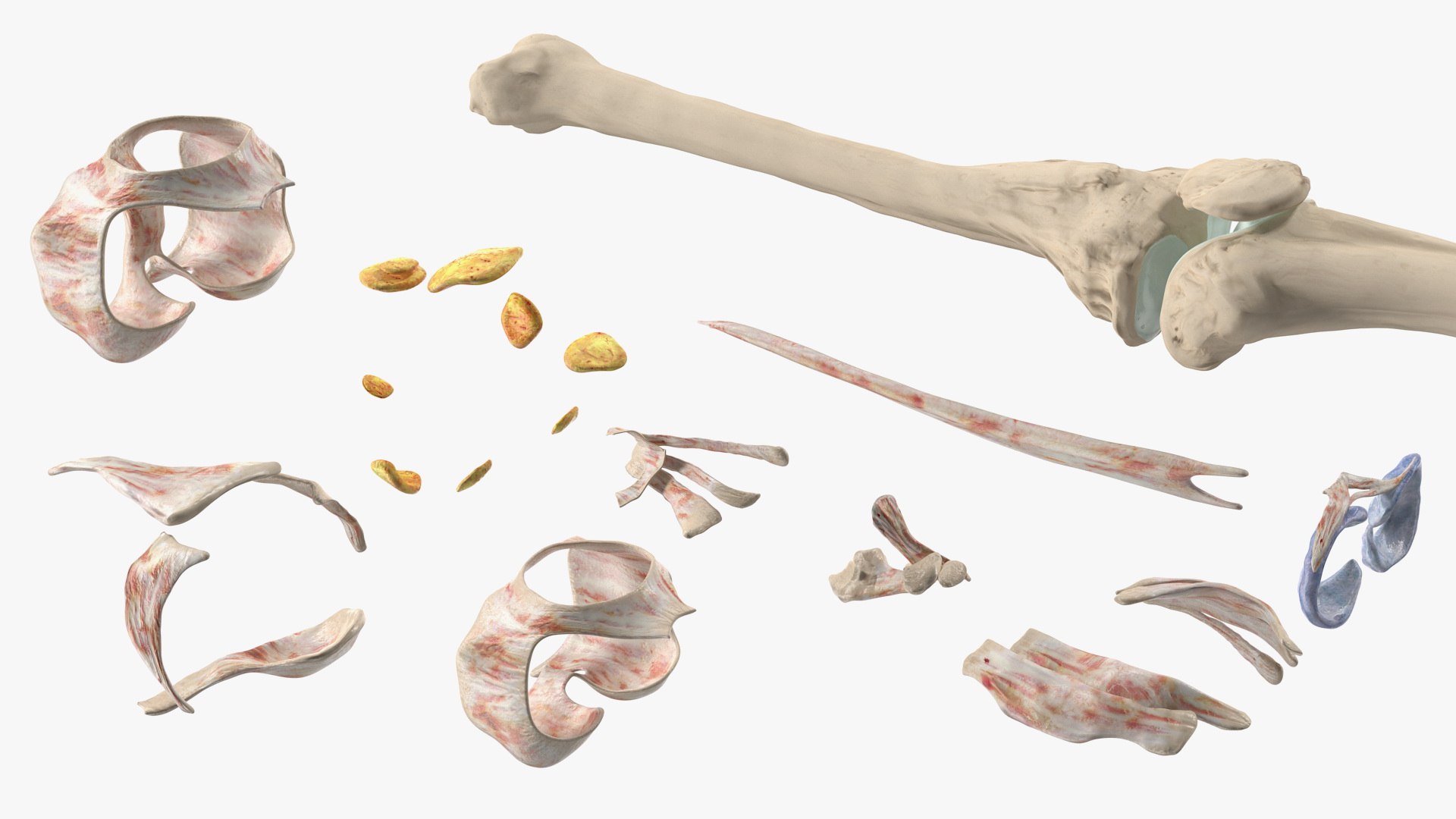 knee human anatomy rigged 3D model https://p.turbosquid.com/ts-thumb/vN/71dVNy/ZmDKHB7f/kneehumananatomyriggedc4dmodel012/jpg/1593630426/1920x1080/fit_q87/64c33c48f282809b66d4dae3c911534106fa54ab/kneehumananatomyriggedc4dmodel012.jpg