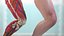 Knee Human Anatomy Rigged for Modo