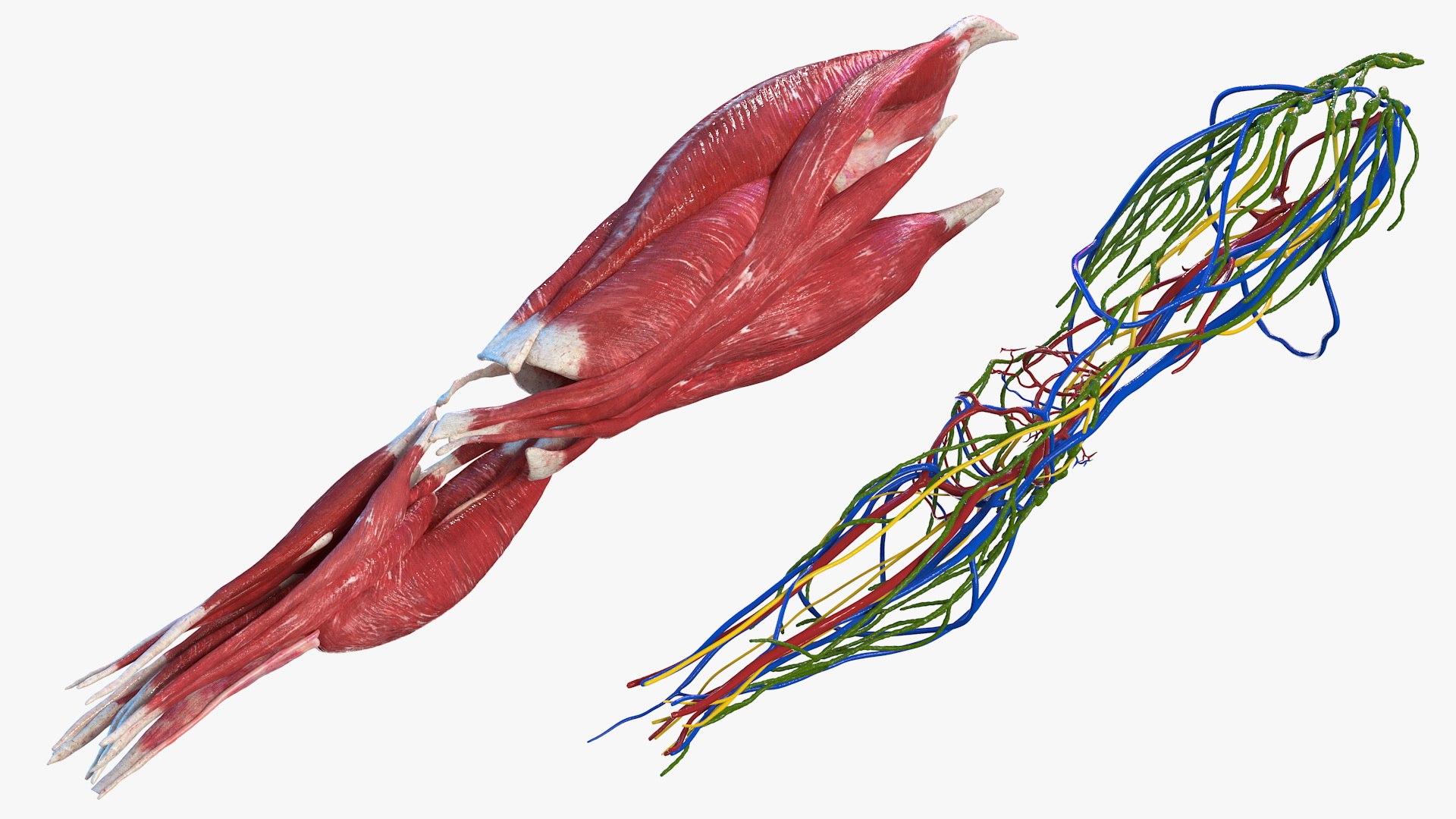 knee human anatomy rigged 3D model https://p.turbosquid.com/ts-thumb/vN/71dVNy/iZw5IyiK/kneehumananatomyriggedc4dmodel013/jpg/1593630433/1920x1080/fit_q87/861014c42fe837c226304e7cec0888ecf2342b62/kneehumananatomyriggedc4dmodel013.jpg