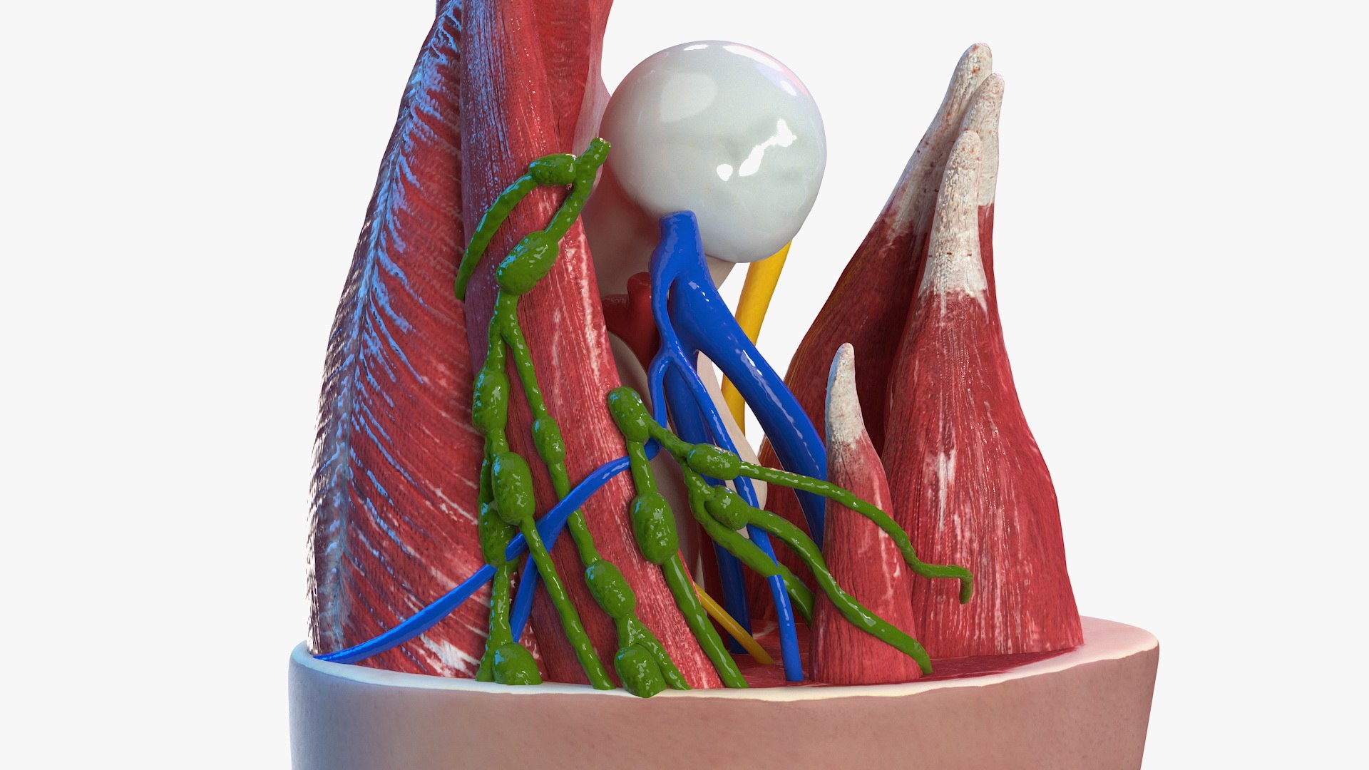 knee human anatomy rigged 3D model https://p.turbosquid.com/ts-thumb/vN/71dVNy/lgX5adpl/kneehumananatomyriggedc4dmodel017/jpg/1593630462/1920x1080/fit_q87/6ebf15111287bd952f6b4e0771b3220f0b4f3330/kneehumananatomyriggedc4dmodel017.jpg
