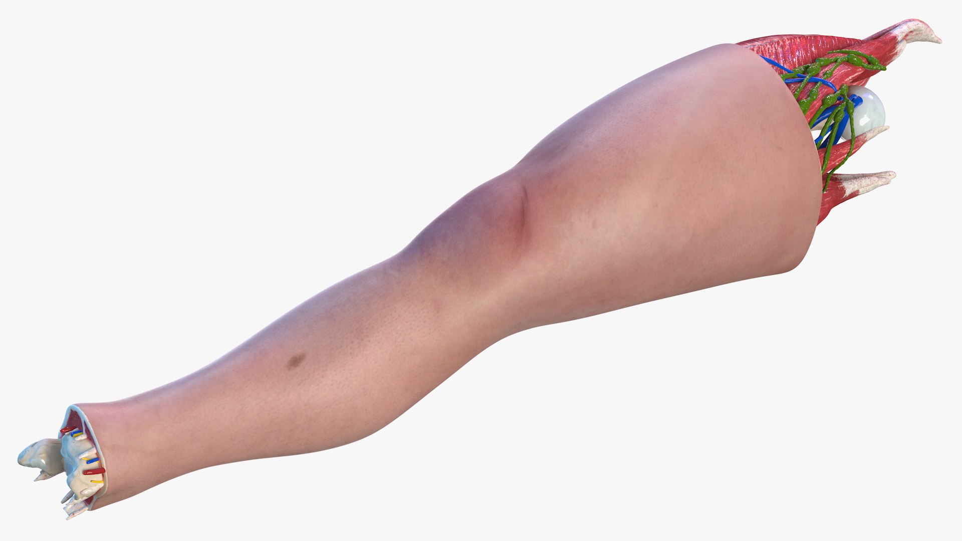 knee human anatomy rigged 3D model https://p.turbosquid.com/ts-thumb/vN/71dVNy/pbCtR3vM/kneehumananatomyriggedc4dmodel015/jpg/1593630447/1920x1080/fit_q87/91604eb0dcc80b1ee8ec5cdc5a18ec12be94e84a/kneehumananatomyriggedc4dmodel015.jpg