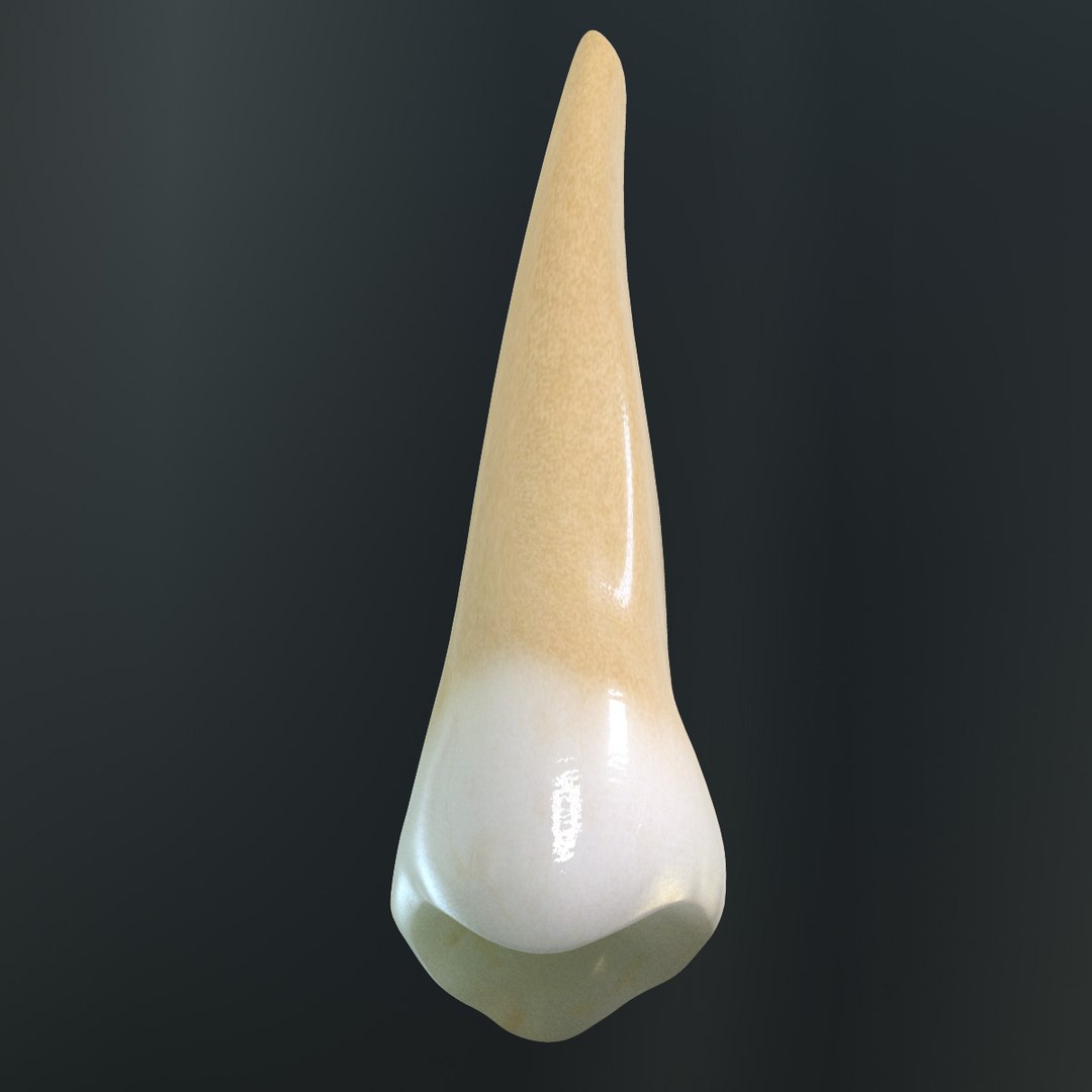 v4 0 5th tooth 3d model