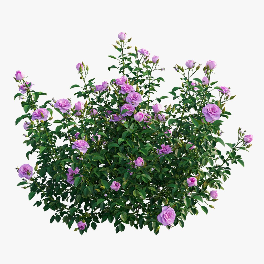 plant rose set 07 3D model https://p.turbosquid.com/ts-thumb/vN/M2xA2D/3pyhwsdR/4/jpg/1603597377/1920x1080/fit_q87/6bfb0b9a6e49aaad13328553d9d4577f544bdfff/4.jpg