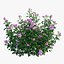 Plant rose set 07