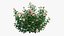 Plant rose set 07