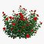 Plant rose set 07