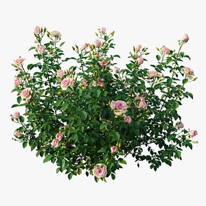 plant rose set 07 3D model