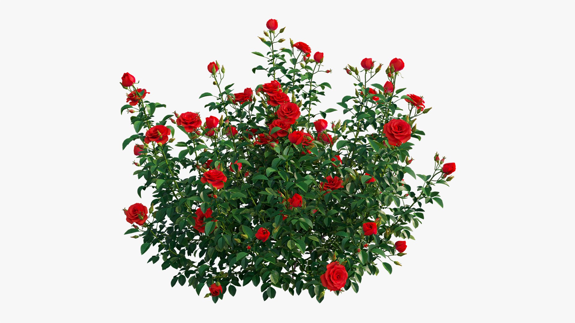 plant rose set 07 3D model https://p.turbosquid.com/ts-thumb/vN/M2xA2D/GLVS2DHV/7/jpg/1603597377/1920x1080/fit_q87/03806a217b4e604c9c07d9def1c4eee7e8642c0f/7.jpg