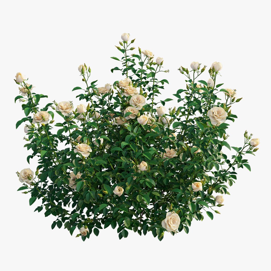 plant rose set 07 3D model https://p.turbosquid.com/ts-thumb/vN/M2xA2D/JTmHHccm/3/jpg/1603597376/1920x1080/fit_q87/36b0560a62c48f3e4fa2cd72076892a7d0d54ca7/3.jpg