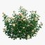 Plant rose set 07