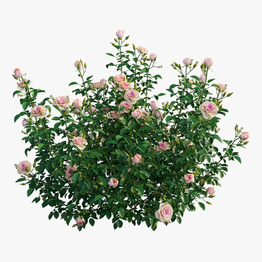 plant rose set 07 3D model https://p.turbosquid.com/ts-thumb/vN/M2xA2D/jjpnWs5U/5/jpg/1603597377/1920x1080/fit_q87/89394beb0211f03974f74867fc0fca41967155ff/5.jpg