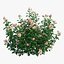 Plant rose set 07