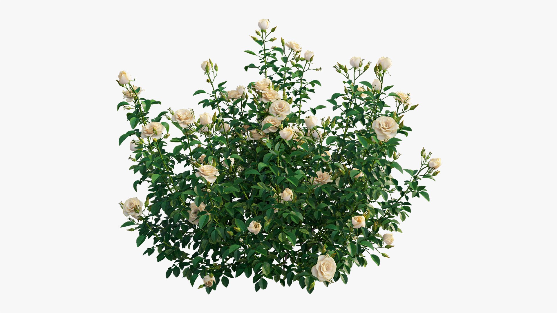 plant rose set 07 3D model https://p.turbosquid.com/ts-thumb/vN/M2xA2D/qrllIYIZ/8/jpg/1603597378/1920x1080/fit_q87/215ff2478071e5853e41b50e92eb6c69aa259e24/8.jpg