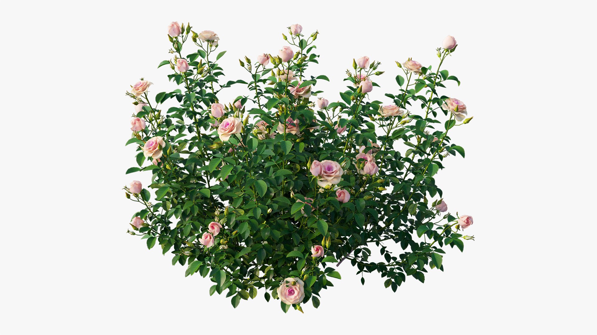 plant rose set 07 3D model https://p.turbosquid.com/ts-thumb/vN/M2xA2D/tRLjfZ6k/6/jpg/1603597377/1920x1080/fit_q87/82a086943f5ef4085487e3d30b4f1bdf370a1781/6.jpg