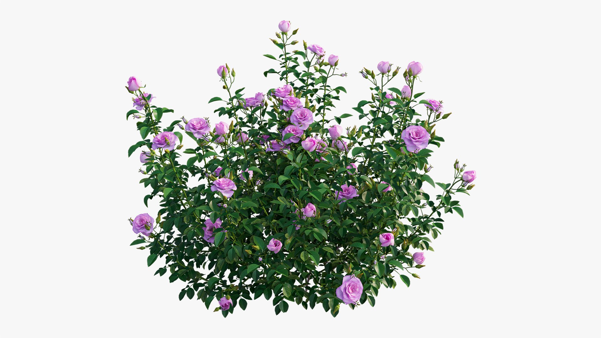 plant rose set 07 3D model https://p.turbosquid.com/ts-thumb/vN/M2xA2D/uQcilDAd/9/jpg/1603597380/1920x1080/fit_q87/943d19ddf4de93e86ec5006a3524188b9876d507/9.jpg