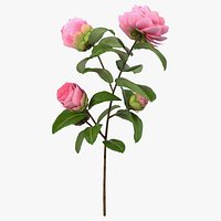 Pink Camellia