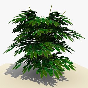 maya plant bush