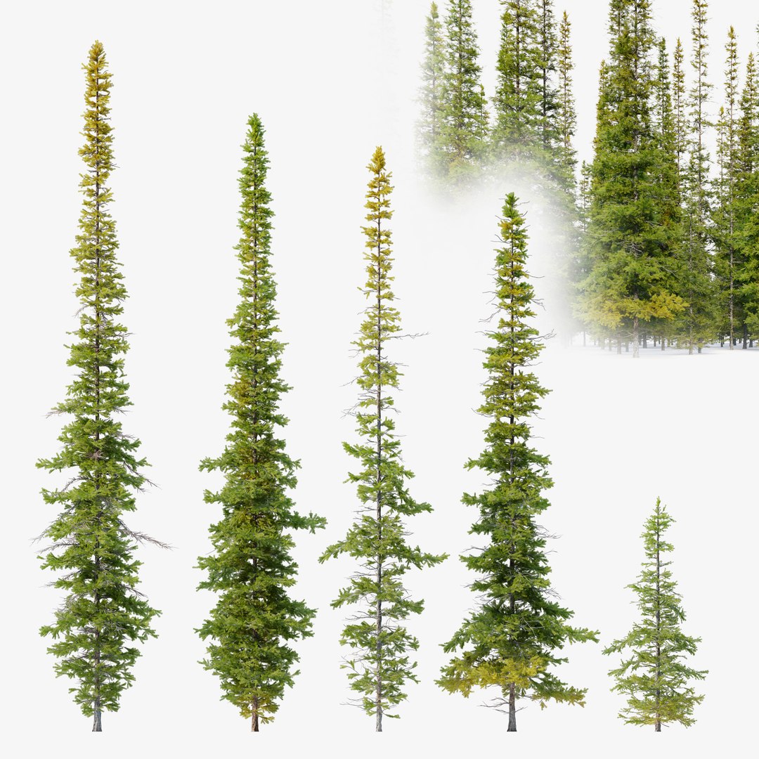 3D model Fir tree 04 - TurboSquid 1958786