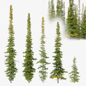 Fir tree 04