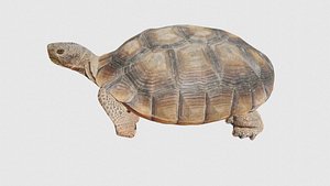 Low Poly Tortoise Rigged With Realistic Texture 3D