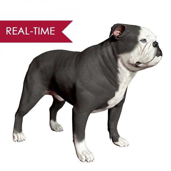 3d realistic english bulldog real-time