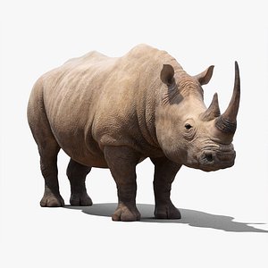 Rhino model