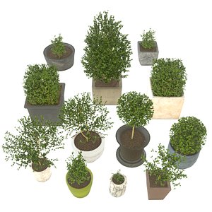 Trees in pots collection 10 plants and 12 flowerpots 3D model