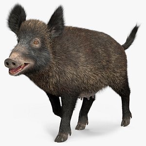 Wild Boar Female Fur Rigged for Maya 3D model