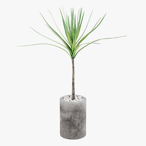 Dracena in Pot 1