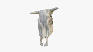 Cow Skull