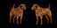 Shar Pei Hund
