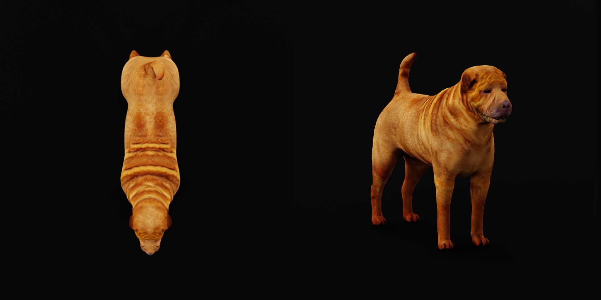 3D model Shar Pei Dog https://p.turbosquid.com/ts-thumb/vP/18G7kr/JG/sharpei_dog2/png/1727827874/1920x1080/fit_q87/f03536620a61feeea2d66aaeef8cd33dbf5aa2a0/sharpei_dog2.jpg