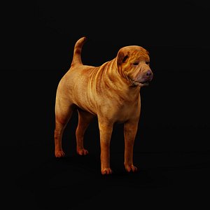 Shar Pei Dog