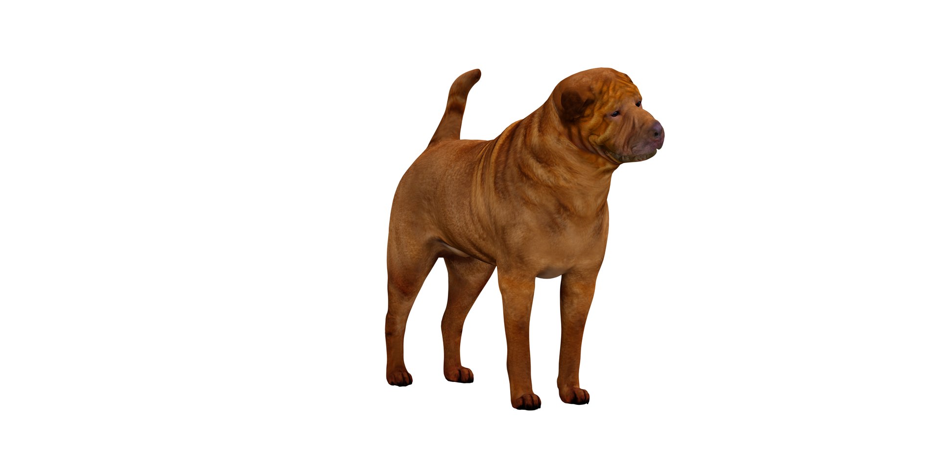 3D model Shar Pei Dog https://p.turbosquid.com/ts-thumb/vP/18G7kr/Pf/sharpei_3/png/1727827878/1920x1080/fit_q87/abd768274bec47058a8da342f4fb892dc2817c60/sharpei_3.jpg