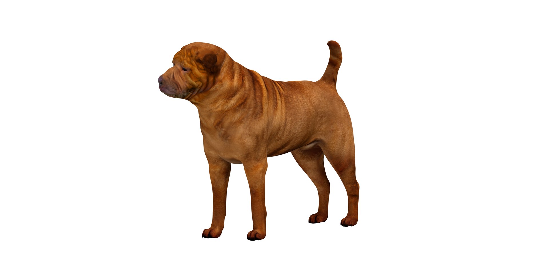 3D model Shar Pei Dog https://p.turbosquid.com/ts-thumb/vP/18G7kr/Xv/sharpei_2/png/1727827873/1920x1080/fit_q87/4c84c9e01121e96645a781c72342e27930b42ee9/sharpei_2.jpg