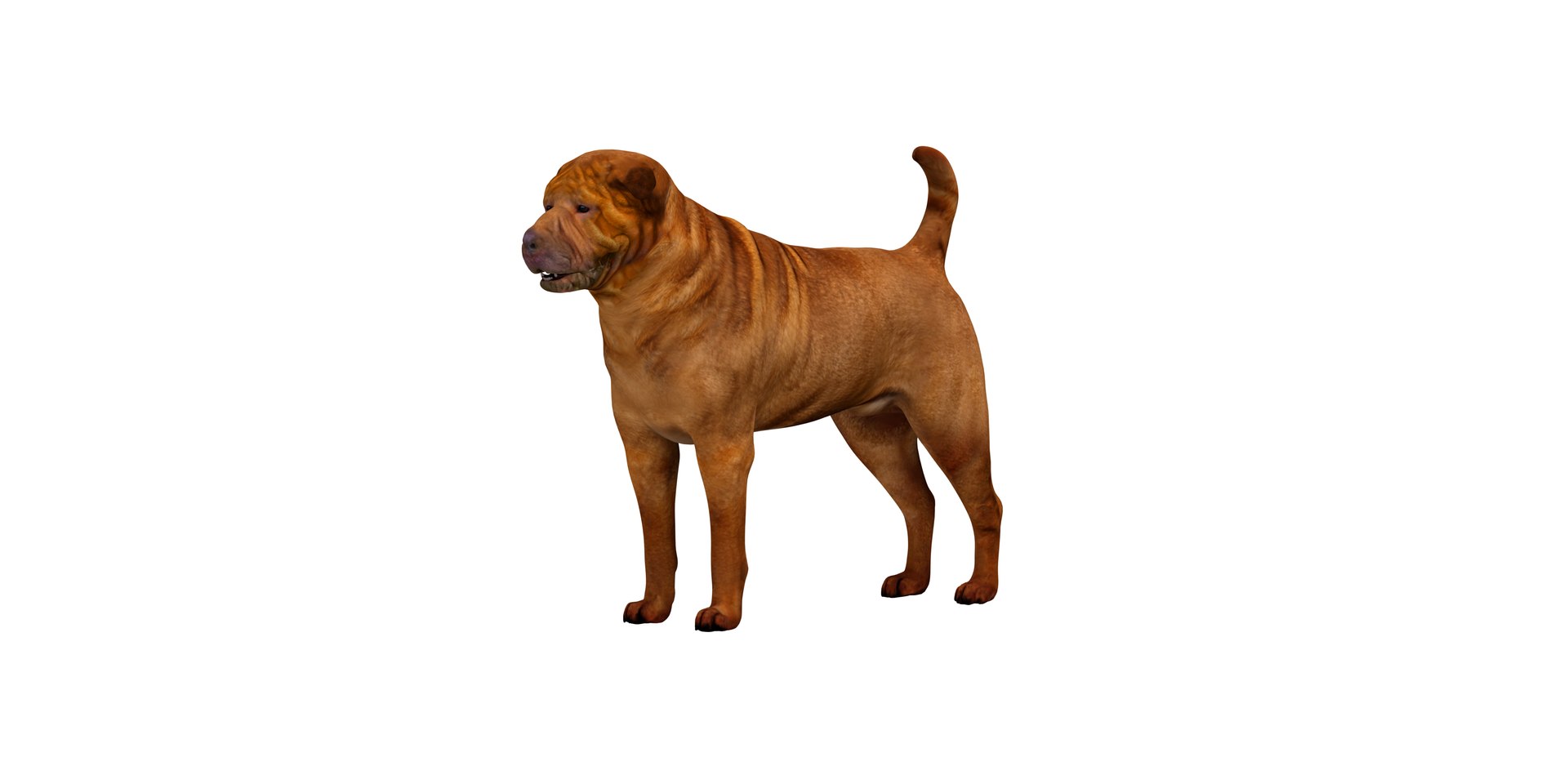 3D model Shar Pei Dog https://p.turbosquid.com/ts-thumb/vP/18G7kr/b3/sharpei_1/png/1727827871/1920x1080/fit_q87/5f67865328e7ba679053d0276da67533d566fb84/sharpei_1.jpg